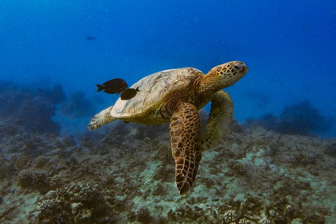 Waikiki Turtle Canyon Snorkel: Turtles Guaranteed - What You’ll See Underwater, Besides the Turtles