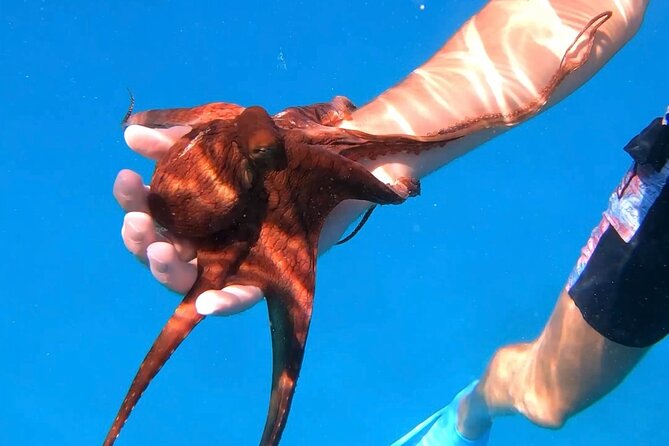 Waikiki Turtle Canyon Snorkel: Turtles Guaranteed - Whale Season Chances, and How to Think About Wildlife Timing