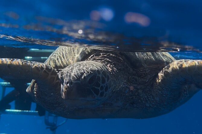 Waikiki Turtle Canyon Snorkel: Turtles Guaranteed - Staying Safe and Comfortable, Especially If You’re Not a Super Swimmer