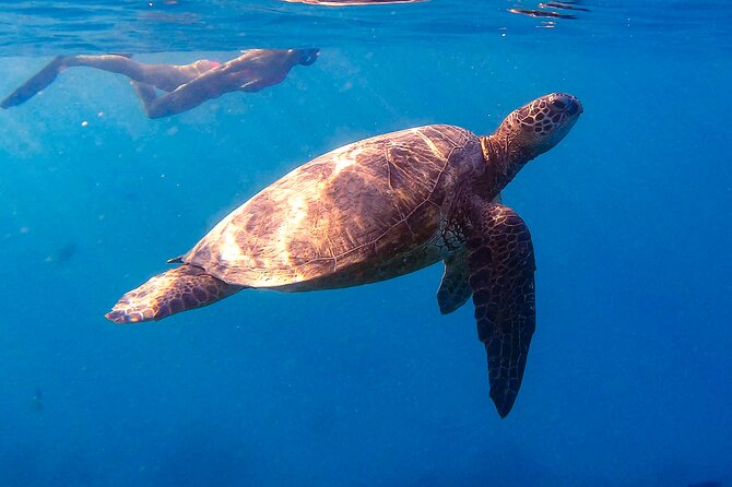 Waikiki Turtle Canyon Snorkel: Turtles Guaranteed - Getting There at Island Splash Tours, and What You Need to Know
