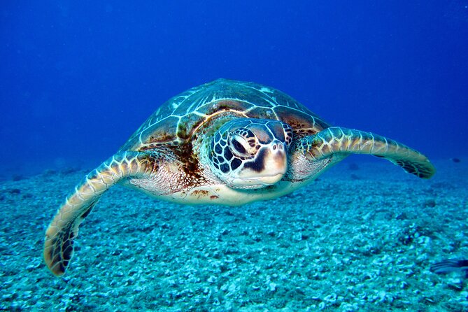 Waikiki: Turtle Canyon Snorkel - The 2-Hour Catamaran Plan, From Sail Out to Turtle Canyon Swim