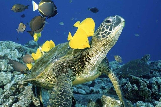 Waikiki Turtle Snorkel and Sail on Hawea Catamaran - Meeting at Duke Paoa Kahanamoku and Rolling Out on the Hawea