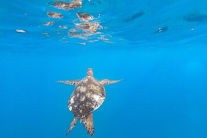 Waikiki Turtle Snorkel and Sail on Hawea Catamaran - The Sail Back to Waikiki: Views, Quiet Time, and Bonus Wildlife