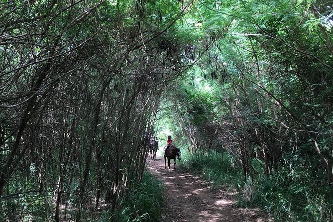 West Maui Mountain Waterfall and Ocean Tour via Horseback - Canter and Gallop Chances: What to Expect If You Ride Past the Basics