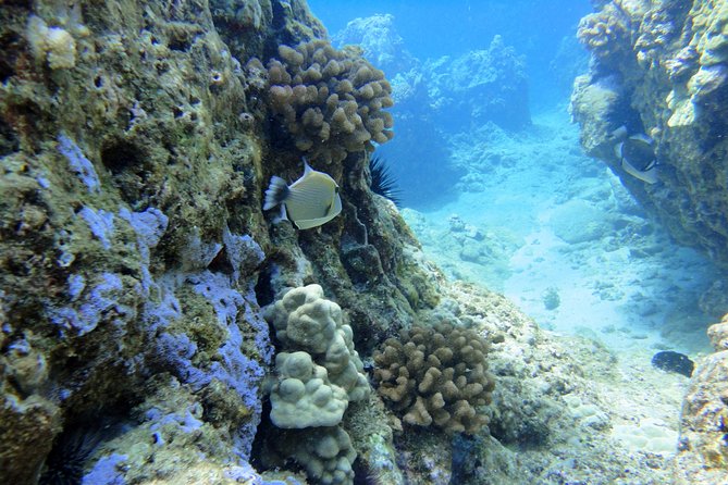 West Maui Snorkeling Experience by Boat from Ka'anapali - West Maui Snorkels With a Real Wildlife Focus From Kaanapali