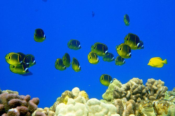 West Maui Snorkeling Experience by Boat from Ka'anapali - What About Value? The $193 Price and What You Are Actually Buying