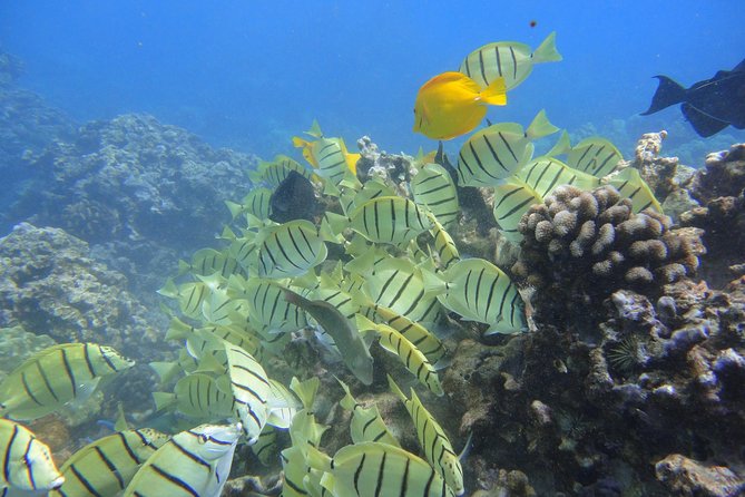 West Maui Snorkeling Experience by Boat from Ka'anapali - Honolua Bay First: Why This Stop Sets the Tone