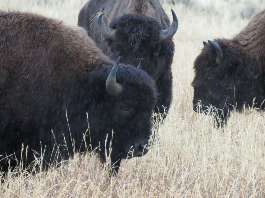 West Yellowstone: Yellowstone Day Tour Including Entry Fee - Price and What $375 Really Buys You