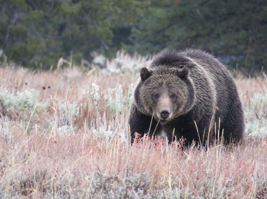 West Yellowstone: Yellowstone Day Tour Including Entry Fee - The Extra Geothermal Stop and How Your Guide Shapes the Day