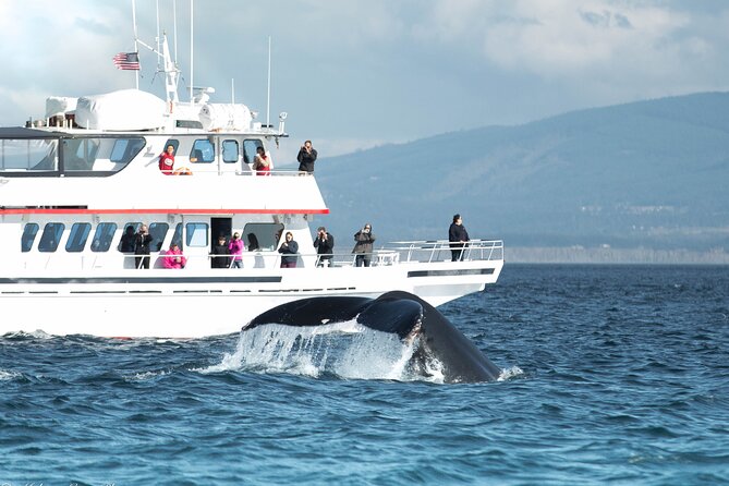 Whale Watching from Friday Harbor - Quick hits before you go