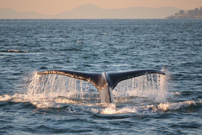 Whale Watching from Friday Harbor - Orca odds you can plan around, and what not to expect