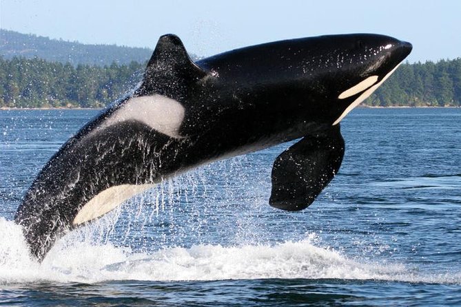 Whale Watching from Friday Harbor - The naturalists and how they make sightings easier