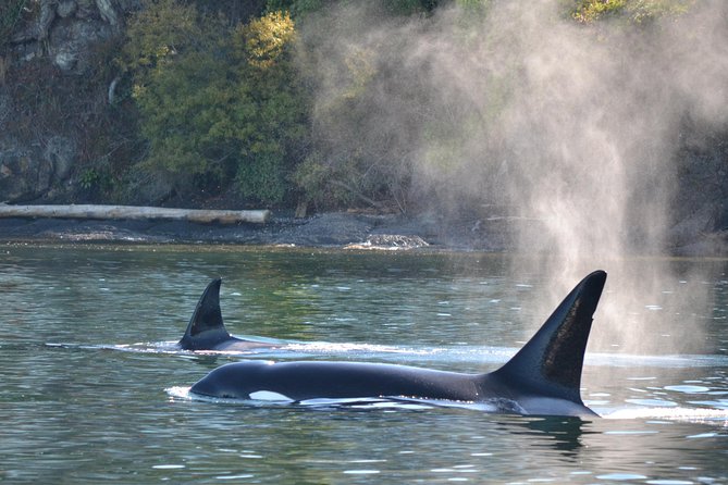 Whale Watching from Friday Harbor - MV Sea Lion comfort: what matters on a 4-hour cruise