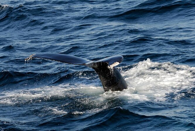Whale Watching Tour in Gloucester - Key things to know before you go
