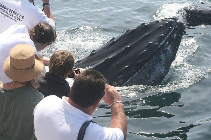 Whale Watching Tour in Gloucester - Why Stellwagen Bank from Gloucester Works So Well for Whale Spotting