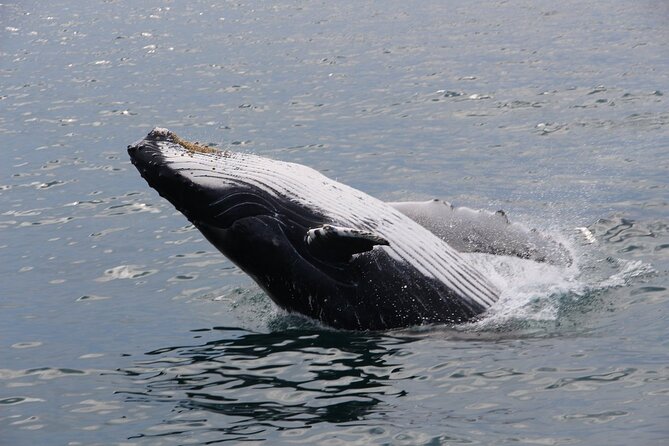 Whale Watching Tour in Gloucester - How This Tour Searches for Whales (and Why the Boat Can Go Far)