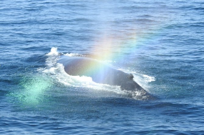 Whale Watching Tour in Gloucester - When the Whales Show Up: More Watching Time Than You Think