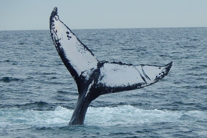 Whale Watching Tour in Gloucester - Seas, Weather, and Motion: The Real Consideration for Late-Season Trips
