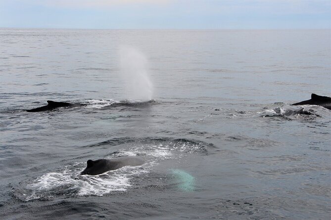 Whale Watching Tour in Gloucester - From 415 Main St to the Whale Grounds: What Your First Hour Really Feels Like