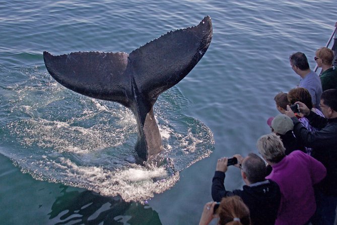 Whale Watching Trips to Stellwagen Bank Marine Sanctuary. Guaranteed sightings! - Key Things You’ll Notice on This Whale Watch