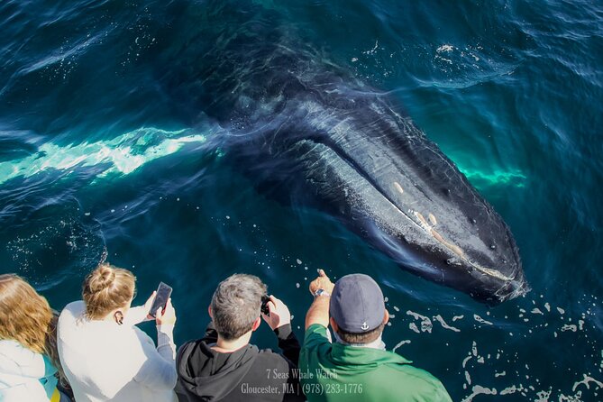 Whale Watching Trips to Stellwagen Bank Marine Sanctuary. Guaranteed sightings! - Getting On Board: 63 Rogers St and a Real 4-Hour Block