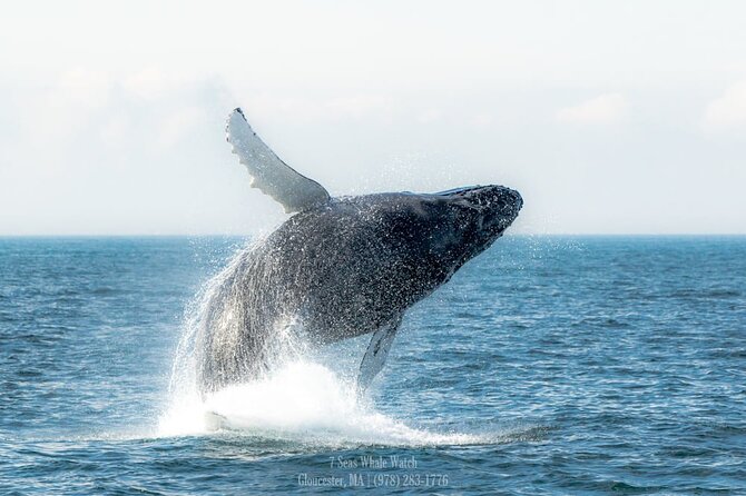 Whale Watching Trips to Stellwagen Bank Marine Sanctuary. Guaranteed sightings! - Price and Value: $45 Ticket Plus the $5 Fuel Surcharge
