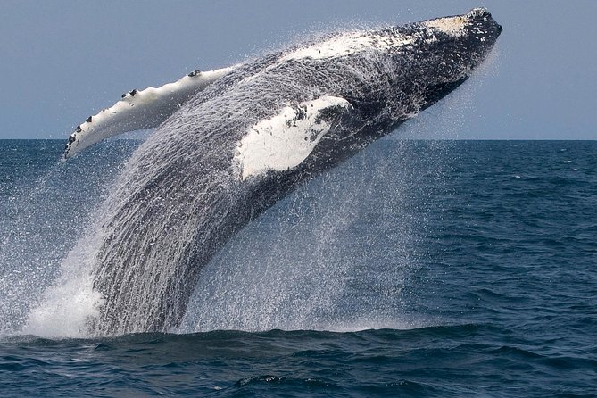 Whale Watching Trips to Stellwagen Bank Marine Sanctuary. Guaranteed sightings! - Weather, Seasickness, and Photo Tips That Actually Help