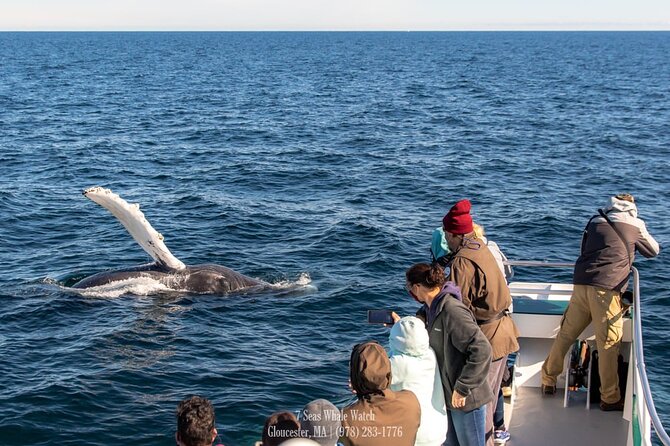 Whale Watching Trips to Stellwagen Bank Marine Sanctuary. Guaranteed sightings! - Your Whale-Watch Pattern at Sea, and How the Captain Helps