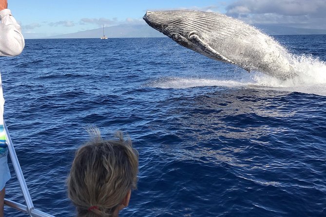 WHALES GUARANTEED Maui Whale Watching Makai Adventures - Makai Adventures on the water: why this boat style matters