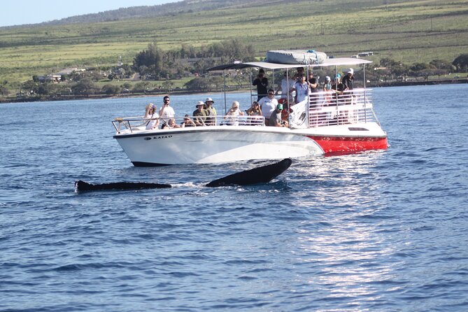 WHALES GUARANTEED Maui Whale Watching Makai Adventures - What the 2h15 trip feels like once you leave the harbor