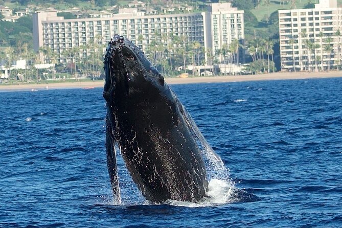 WHALES GUARANTEED Maui Whale Watching Makai Adventures - Price and value: what you get for about $97.41