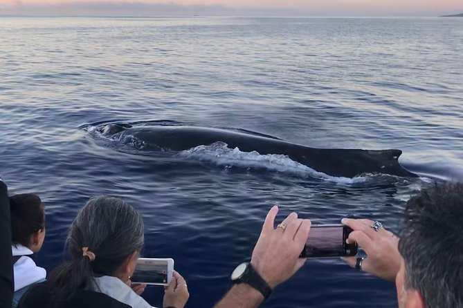 WHALES GUARANTEED Maui Whale Watching Makai Adventures - Mala Boat Ramp check-in and the barefoot cruise routine