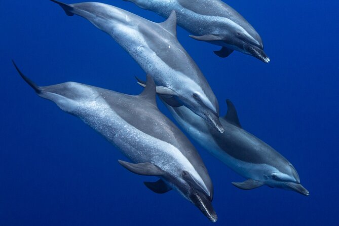 Wild Dolphin Watching and Snorkel Safari Off West Coast of Oahu - Waianae’s West Coast: Where This Dolphin Day Makes Sense
