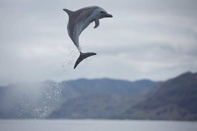 Wild Dolphin Watching and Snorkel Safari Off West Coast of Oahu - The Flow of the Tour: Pickup, Harbor Start, and Time on the Water