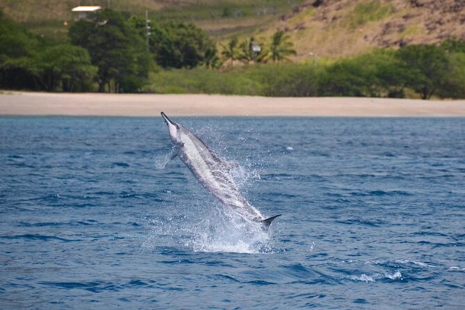 Wild Dolphin Watching and Snorkel Safari Off West Coast of Oahu - Dolphins, Spinner Speed, and the Seasonal Whale Bonus