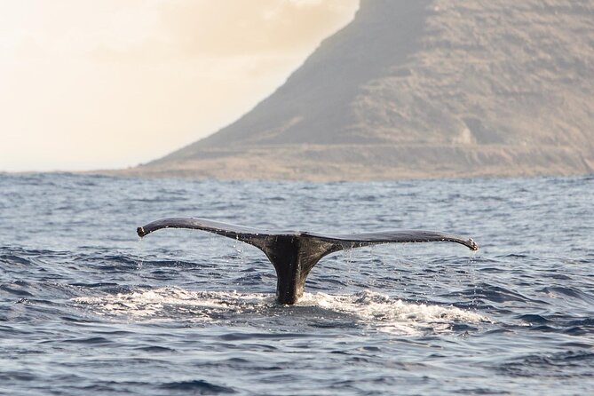 Wild Dolphin Watching and Snorkel Safari Off West Coast of Oahu - Snorkeling for Tropical Fish and Sea Turtles (Without Making It Complicated)