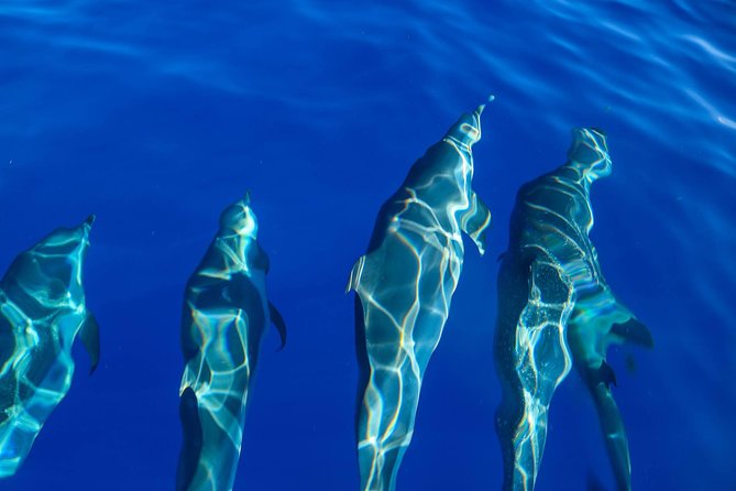 Wild Dolphin Watching and Snorkel Safari Off West Coast of Oahu - Price and Value: Is $193.88 a Good Deal?