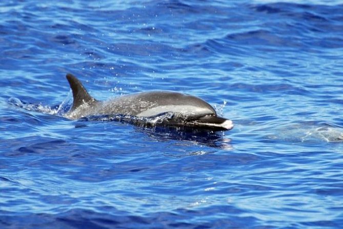 Wild Dolphin Watching and Snorkel Safari Off West Coast of Oahu - Who This Tour Fits Best, and Who Should Rethink It