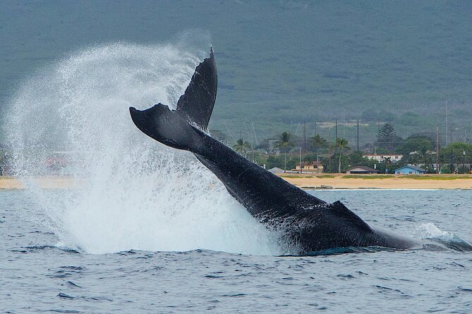 Wild Dolphin Watching and Snorkel Safari Off West Coast of Oahu - The Small 32-Foot Boat Advantage for Dolphins and Whale Spotting