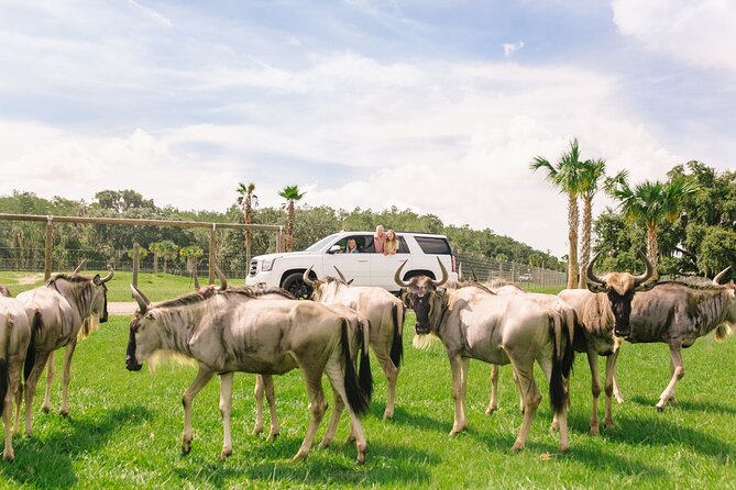 Wild Florida Drive-Thru Safari and Gator Park Admission - Drive-thru safari route: animals, photo stops, and that alligator pond