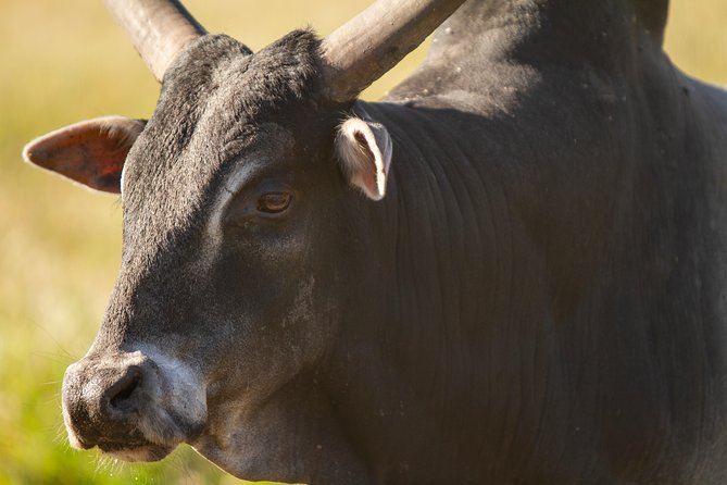 Wild Florida Drive-Thru Safari and Gator Park Admission - Feeding giraffes from the elevated platform, and what it’s really like