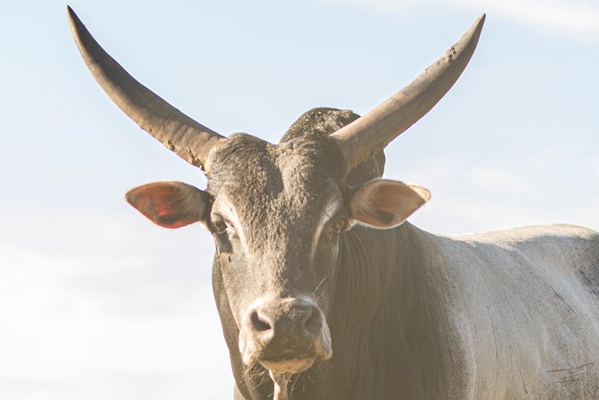 Wild Florida Drive-Thru Safari and Gator Park Admission - Timing your visit: how long you might need and how to get better sightings