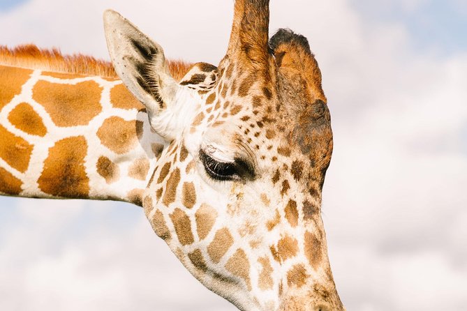 Wild Florida Drive-Thru Safari and Gator Park Admission - Getting value from the $35 ticket
