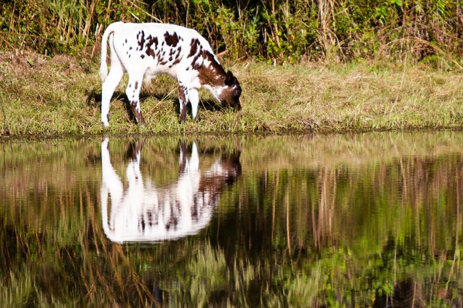 Wild Florida Drive-Thru Safari and Gator Park Admission - Who should book this safari-and-gator combo?