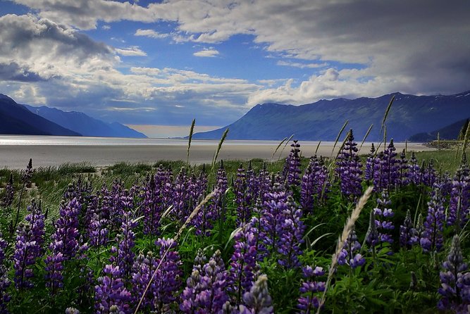 Wilderness, Wildlife, Glacier Experience from Anchorage - Key things to know before you go