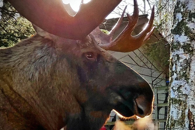 Wilderness, Wildlife, Glacier Experience from Anchorage - Beluga Point: short stop, big payoff if conditions cooperate