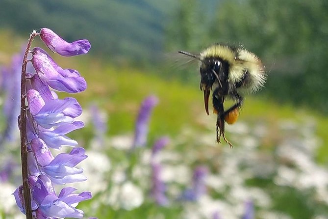 Wilderness, Wildlife, Glacier Experience from Anchorage - Anchorage’s gold-rush story stops and wildlife by the roadside