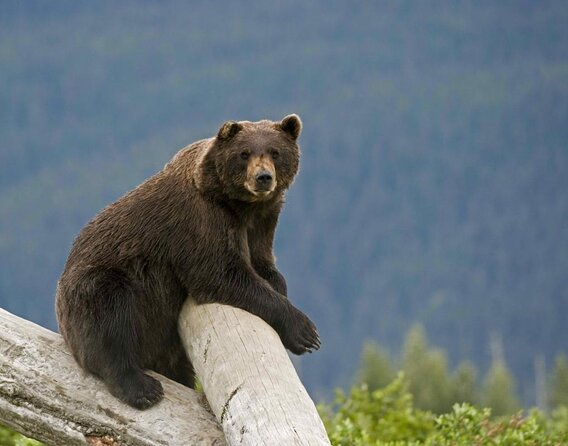 Wildlife and Glaciers with a walk in the Rainforest - Key Things To Know Before You Go