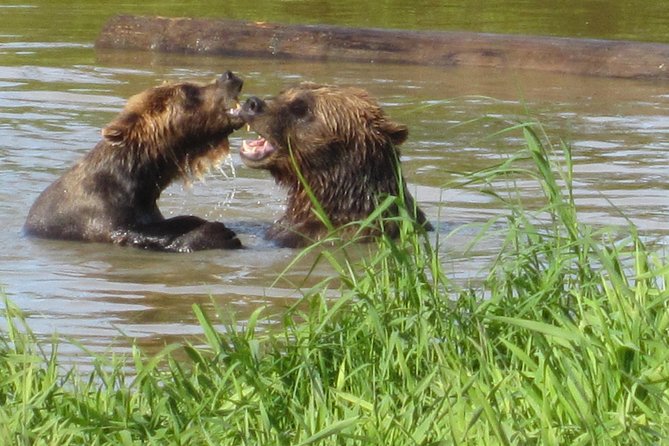 Wildlife and Glaciers with a walk in the Rainforest - Turnagain Arm: The Reason This Half Day Feels Like a Real Adventure