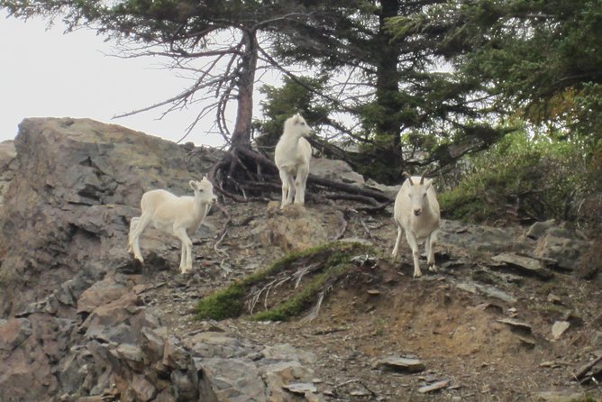 Wildlife and Glaciers with a walk in the Rainforest - Timing, Weather, and Winter Reality Checks